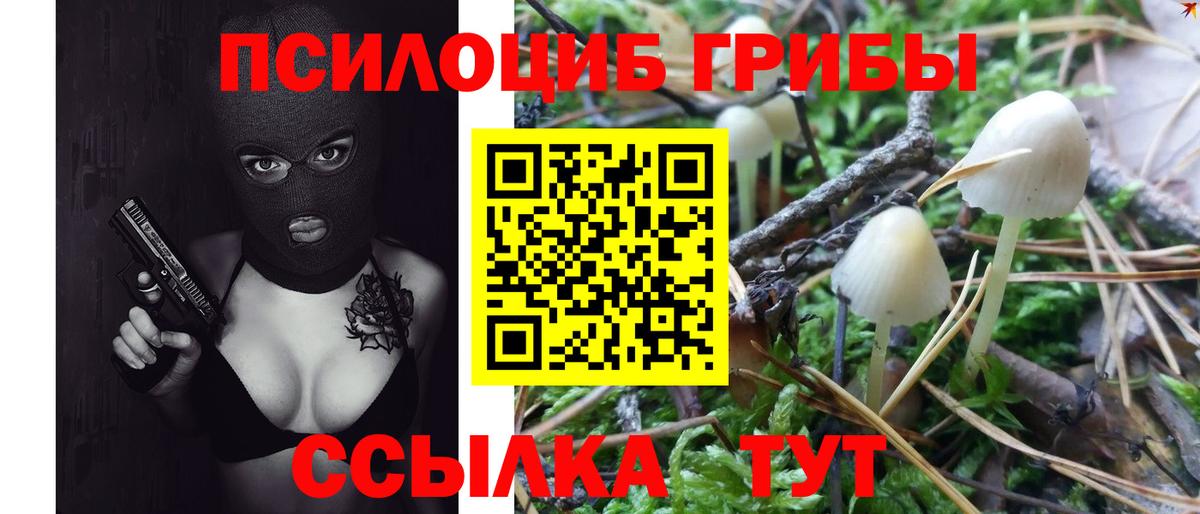 Галлюциногенные грибы Psilocybe Родники